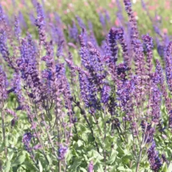 Sauge des bois bleue Caradonna. Le pot de 2 litres