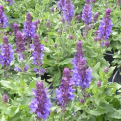 Sauge des bois caradonna bleue en pot de 2 L