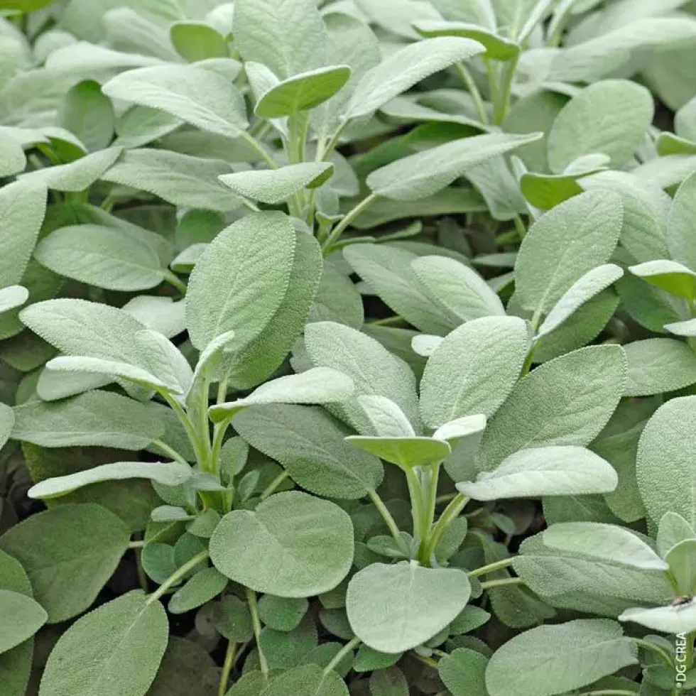 Sauge Officinale Bio. Le pot de 10,5 cm