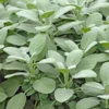 Sauge Officinale Bio. Le pot de 2,5 litres