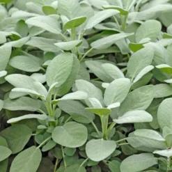 Sauge Officinale Bio. Le pot de 2,5 litres