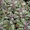 Sauge Officinale Tricolore Bio. Le pot de 1 litre