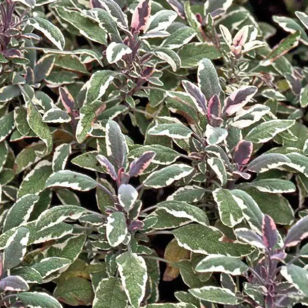 Sauge Officinale Tricolore Bio. Le pot de 1 litre