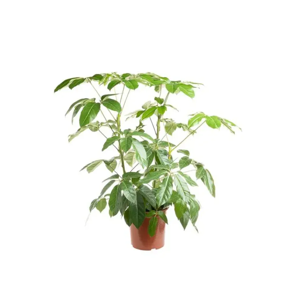 Schefflera Actinophylla Amate ou Arbre parapluie pot Ø24 cm/ H100 cm