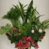 Schlumbergera ou Cactus de Noël. Le pot de Ø 9 cm