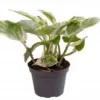 Scindapsus N’Joy mini. Le pot de Ø 6 x H 10 cm