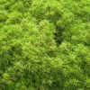 Scleranthus mousse - Le pot de 1 litre