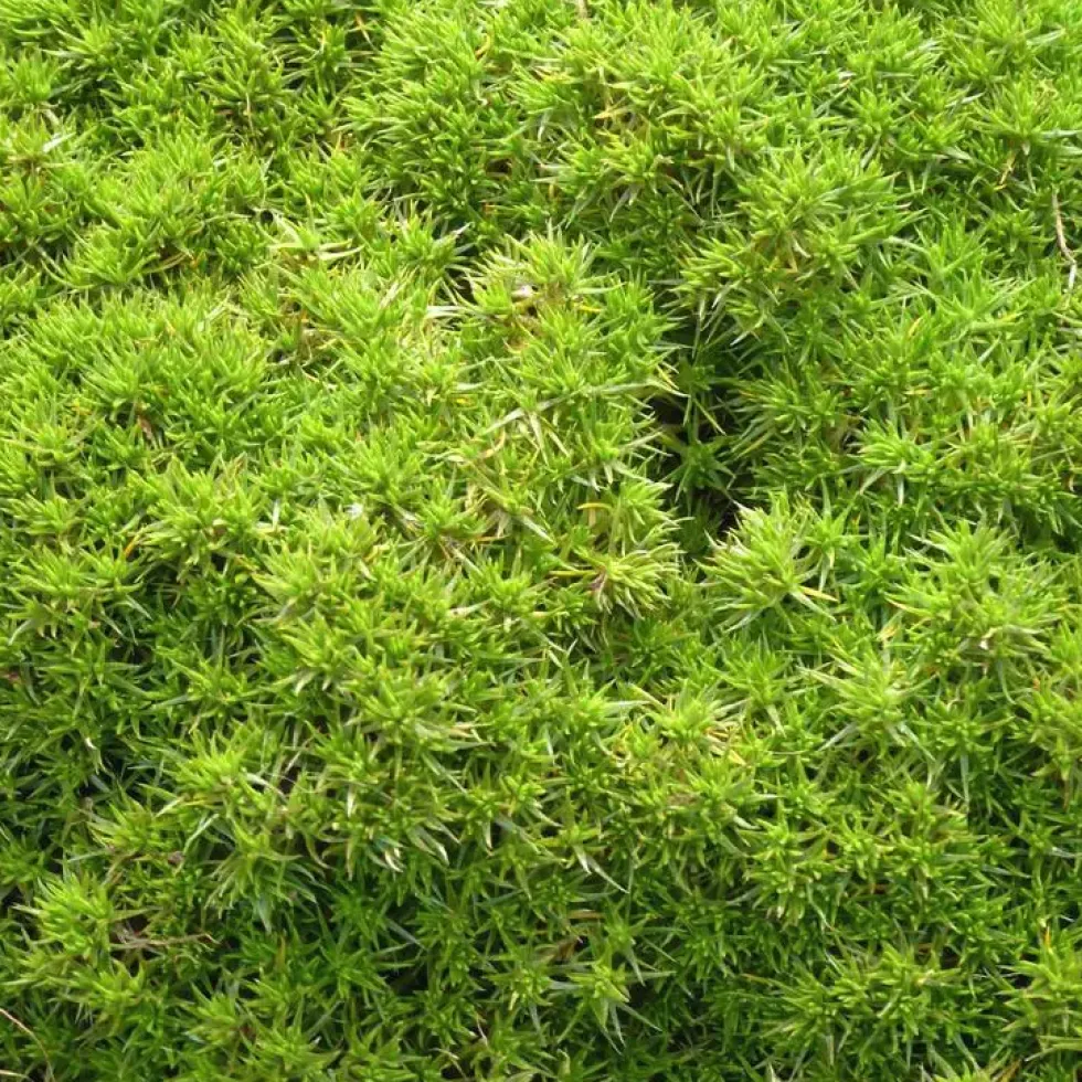 Scleranthus mousse - Le pot de 1 litre