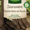 Scorsonère Géante Noire de Russie Vilmorin - graines à semer