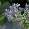 Scutellaria - Le pot de 1 litre