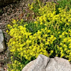 Sedum Acre - Le pot de 1 litre