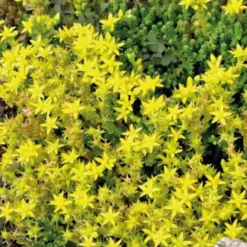 Sedum Acre - Le pot de 9 x 9 cm