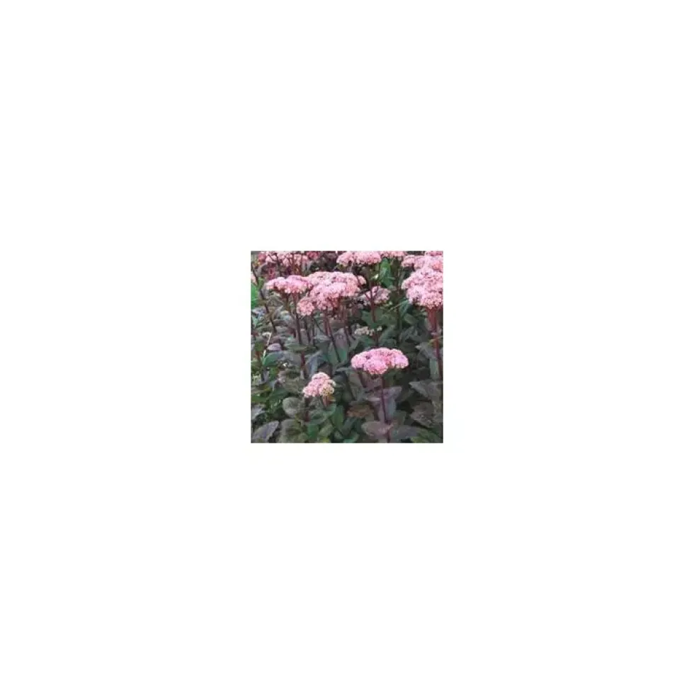 Sedum Spectabile - Le pot de 1 litre