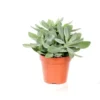 Senecio cephalophorus en pot Ø 12 cm