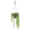 Senecio Herreanus suspension Ø14x30 cm