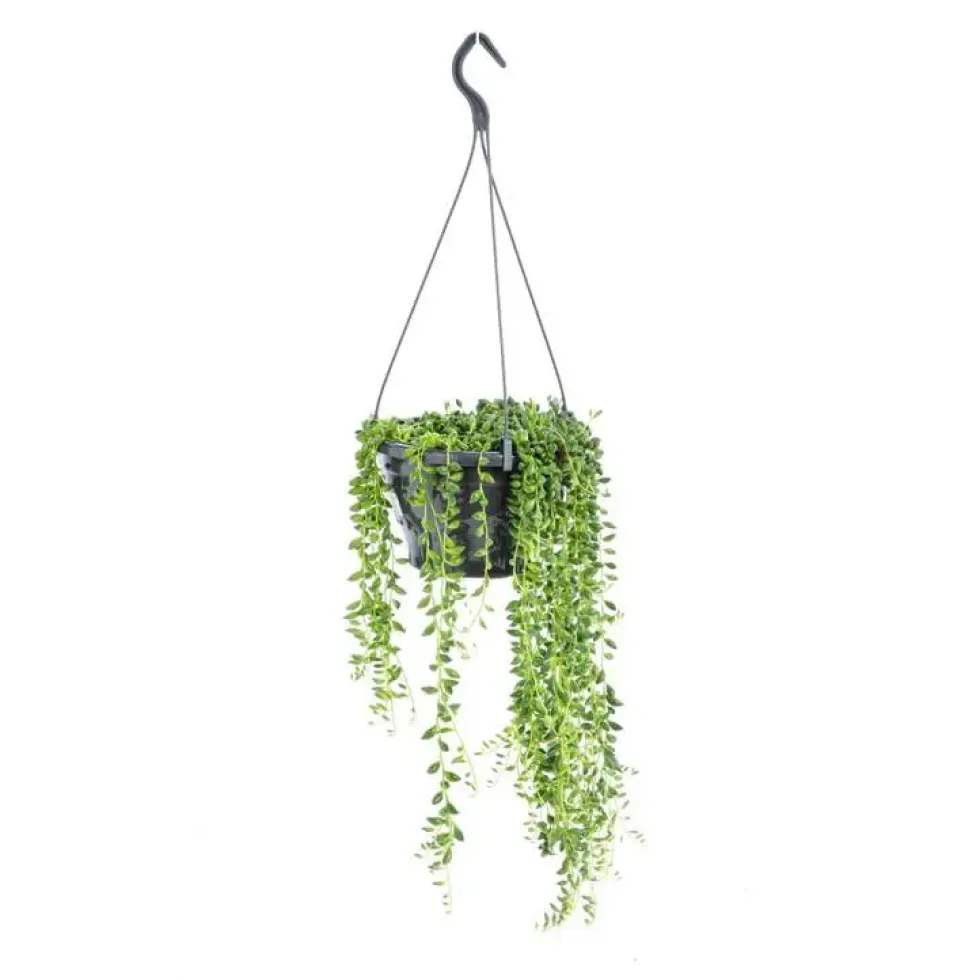 Senecio Herreanus suspension Ø14x30 cm