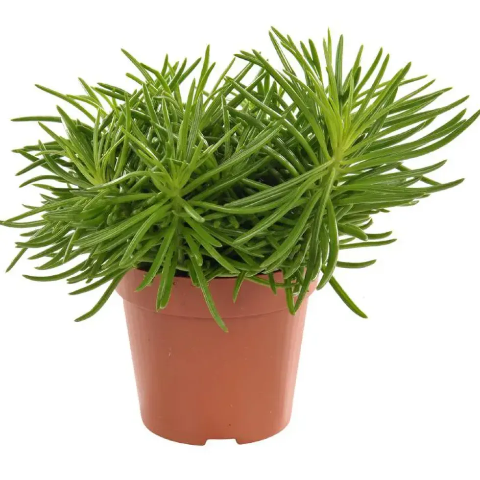 Senecio himalaya