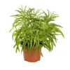 Senecio Himalaya – Pot de Ø6 cm