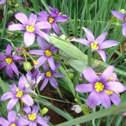 Sisyrinchium Californicum - Le pot de 2 litres