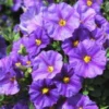 Solanum Rantonnetii ½ Tige bleu en pot de 3 L