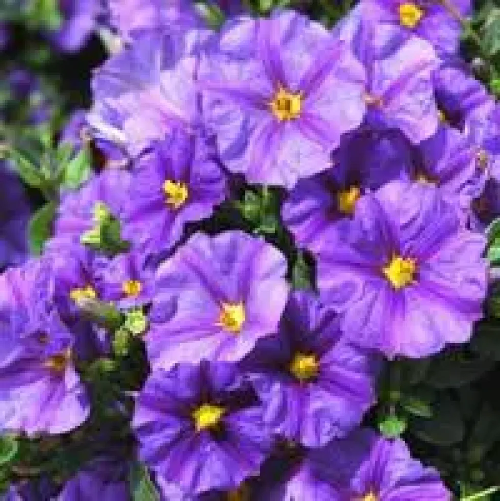 Solanum Rantonnetii ½ Tige bleu en pot de 3 L
