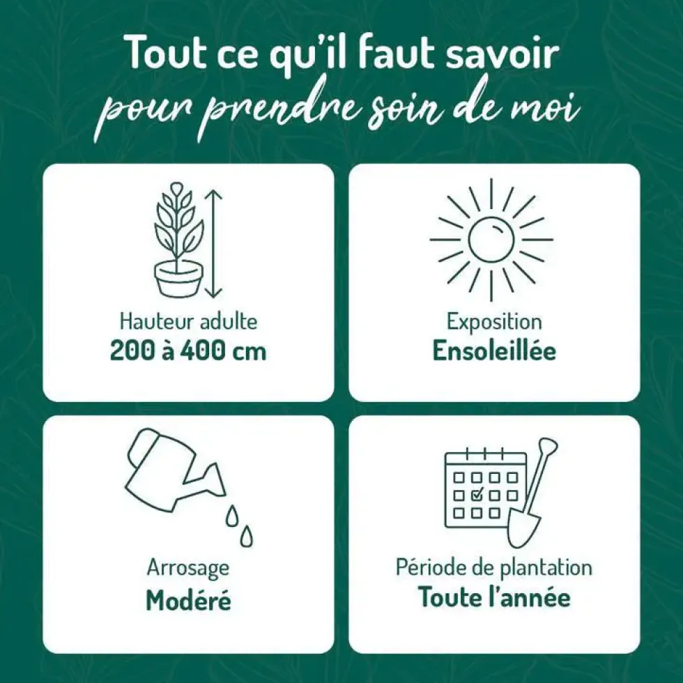Sorbier des oiseaux vert. Le pot de 3 litres