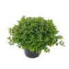 Spiraera Japonica Little Princess - Pot de 5L