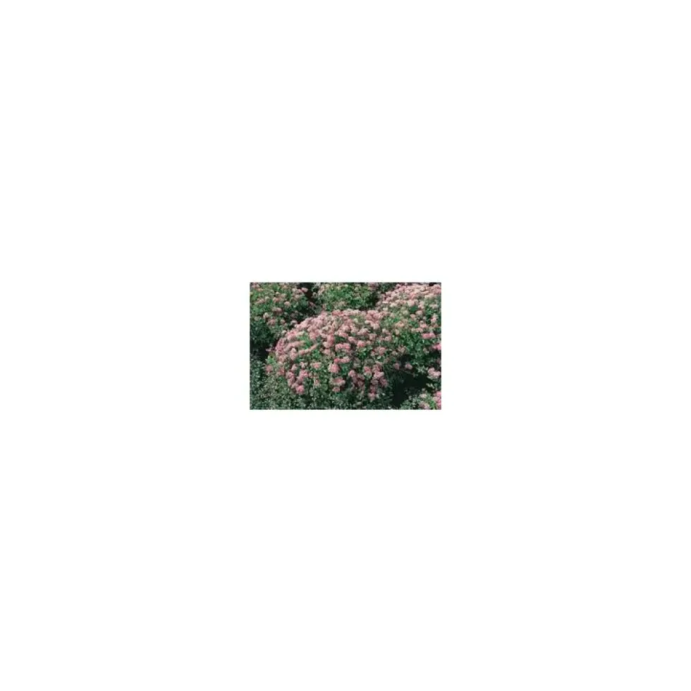 Spiraera Japonica Little Princess - Pot de 5L