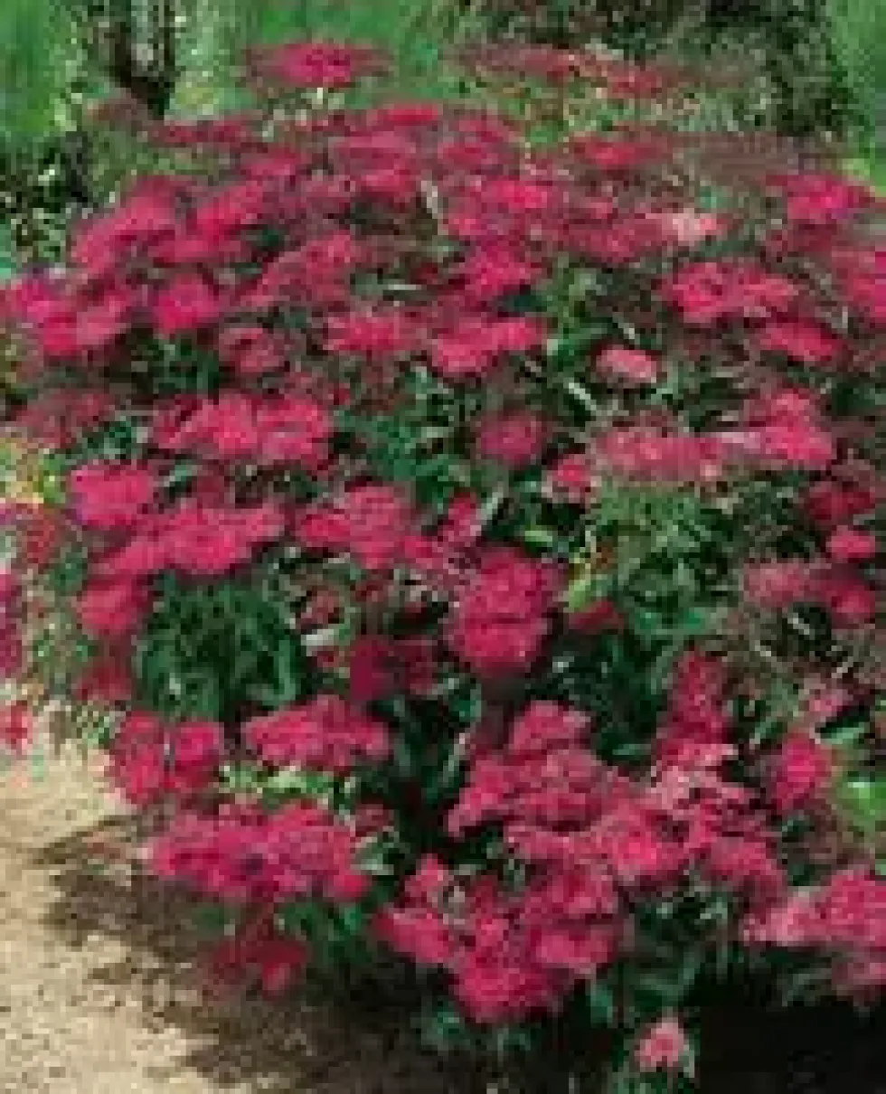 Spirea Japonica Anthony Waterer - Pot de 7L