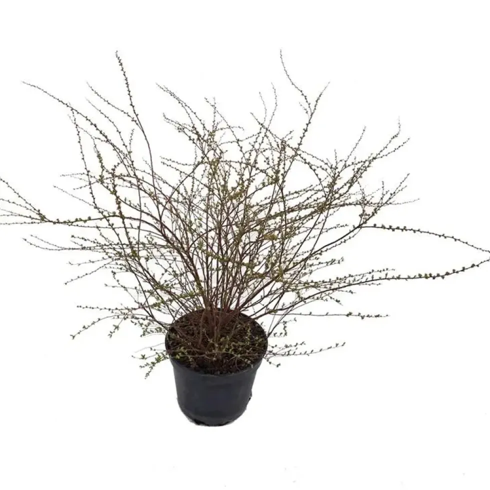 Spirée - pot 5 L