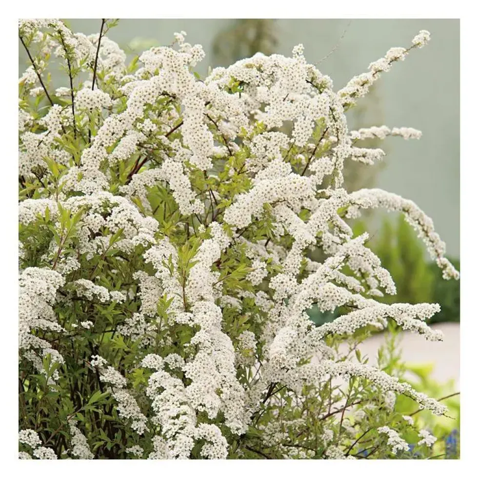 Spirée - pot 5 L