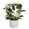 Stephanotis Floribunda Elegans ou Jasmin de Madagascar H 45 x Ø 12 cm