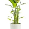 Strelitzia nicolai vert en pot blanc émaillé botanic®. Le pot Ø 24 cm