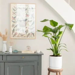 Strelitzia nicolai vert en pot blanc émaillé botanic®. Le pot Ø 24 cm