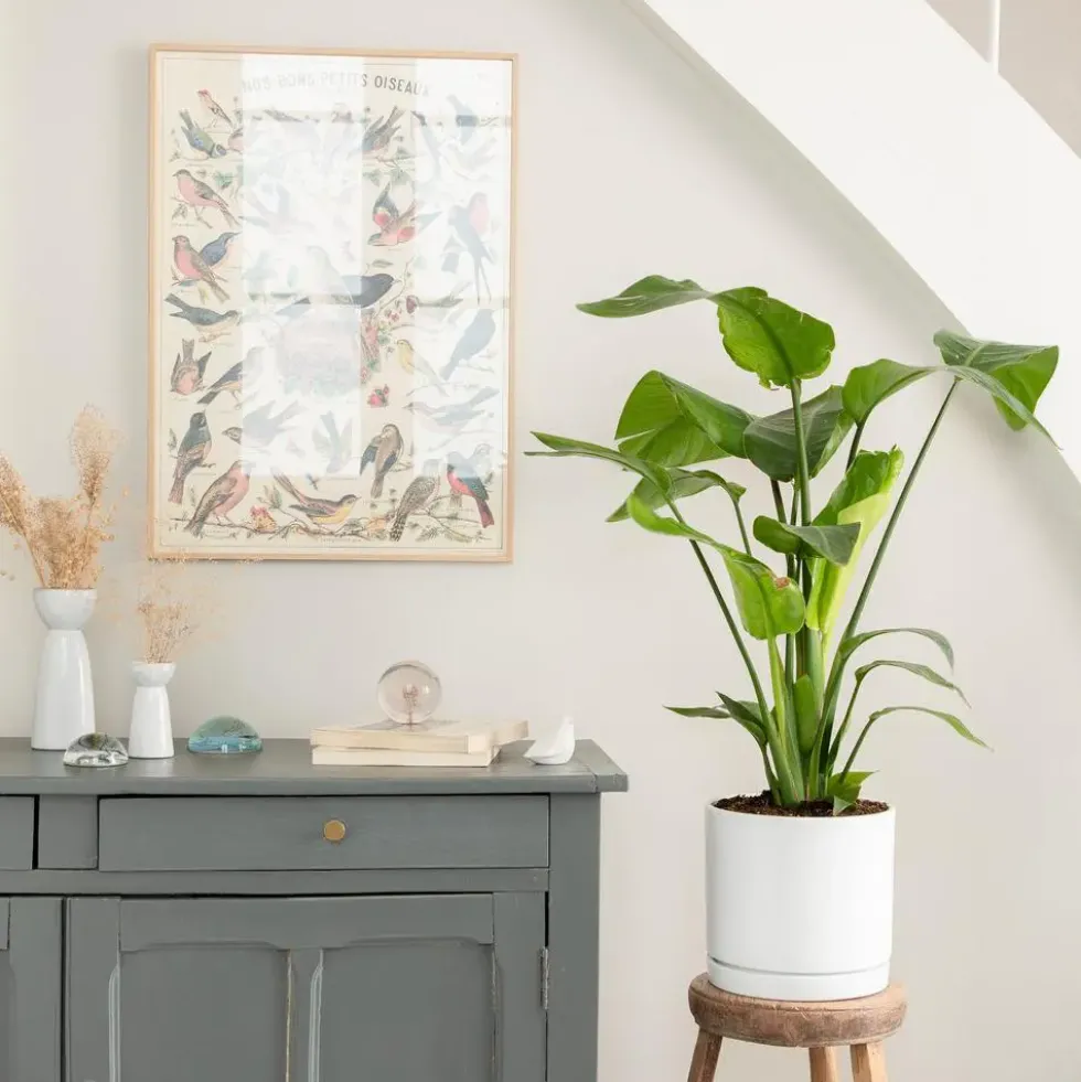 Strelitzia nicolai vert en pot blanc émaillé botanic®. Le pot Ø 24 cm