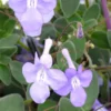 Streptocarpus - La jardinière de 40 cm