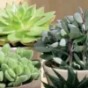 Succulente botanic®. Le pot de Ø 16 cm