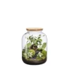 Terrarium autonome Bonbonne Landscape botanic® - taille S