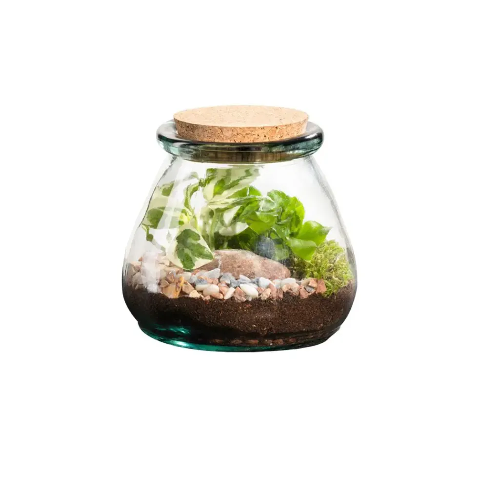 Terrarium autonome botanic® Bila Uso - Taille M Ø 15 cm H 15 cm