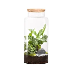 Terrarium autonome botanic® Jungle Classic - Taille L Ø 25 cm H 40 cm