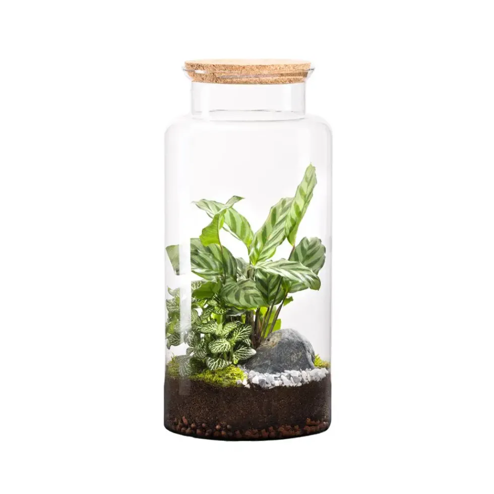 Terrarium autonome botanic® Jungle Classic - Taille L Ø 25 cm H 40 cm