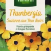 Thunbergia Suzanne aux yeux noirs Vilmorin - graines à semer