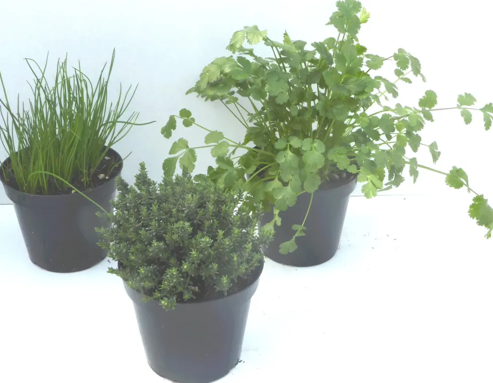 Thym commun. Le pot de 1 litre