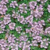Thym Rampant Rose - Le pot de 9 x 9 cm