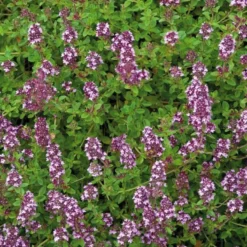 Thym Serpolet Bio. Le pot de 1 litre
