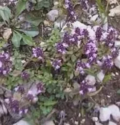 Thym Serpolet Bio. Le pot de 1 litre