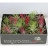 Tillandsia mix vert 4 cm