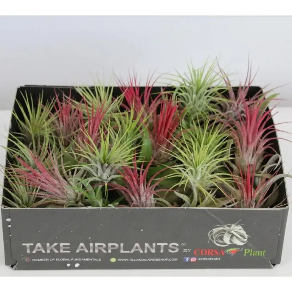 Tillandsia mix vert 4 cm