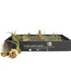 Tillandsia vert x 2 avec racine 10 cm