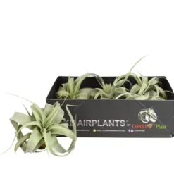 Tillandsia xerographica vert 10 cm